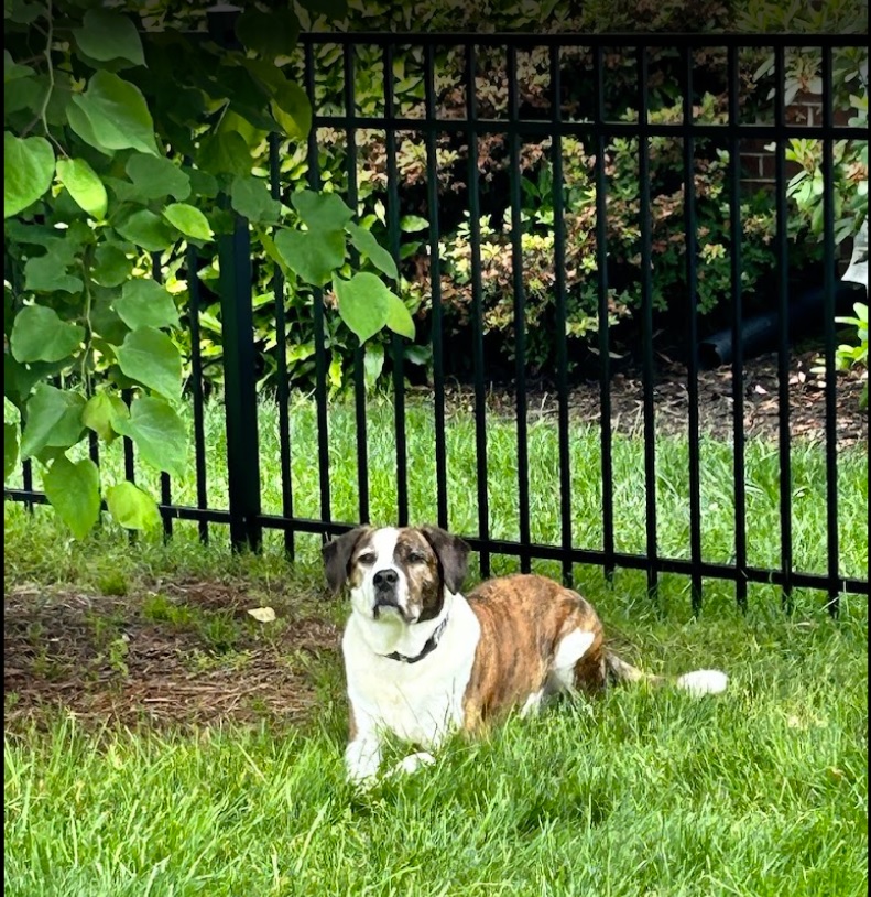 Dog Fencing Installation